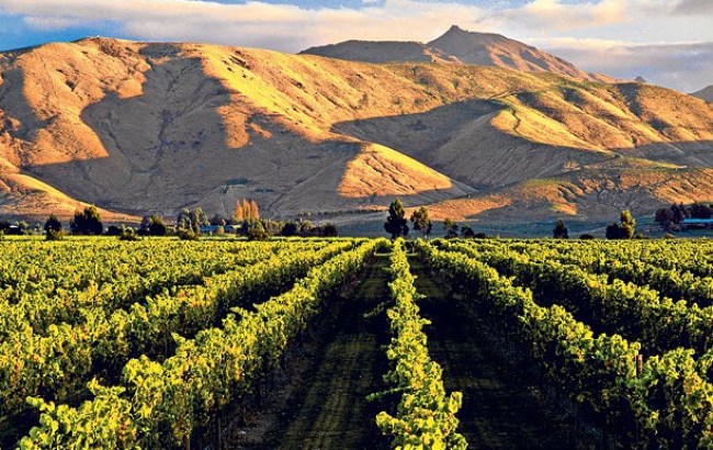 New Zealand's Cloudy Bay and Greywacke Wineries