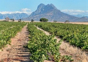 Essay Wines of South Africa - Vineyard