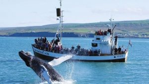 Husavik, Iceland - Whale Watching