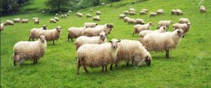 Shetland Islands - Sheep Grazing