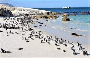 Boulders Beach Penguins 2