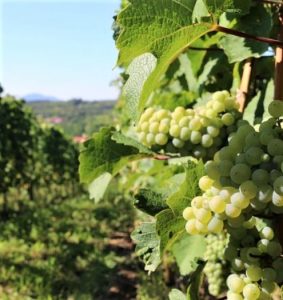 Gruner Veltliner - Grapes on Vine