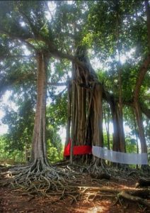 Nosy Be - Sacred Banyan Tree